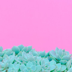 Cacti. Succulents. Cactus lover concept. Minimal plants on pink art