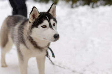 Husky malamute dog on snowy field in winter forest. Pedigree dog lying on the snow