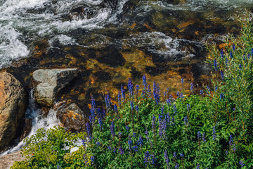 Group of beautiful purple flowers of larkspur near mountain creek close-up. Rich vegetation of highland. Blooming blue flowers on background of spring water stream among in bright sunlight.