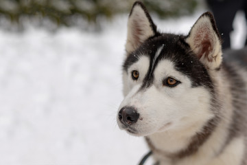 Husky malamute dog on snowy field in winter forest. Pedigree dog lying on the snow