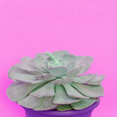 Naklejka premium Cacti. Cactus lover concept. Plants on pink concept