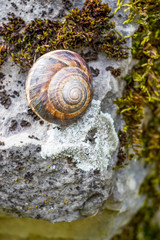Close-up of a snail shell on a natural blurred stone surface with moss and lichen, Zlatna Panega riverbank at Iskar-Panega Eco-path Geopark