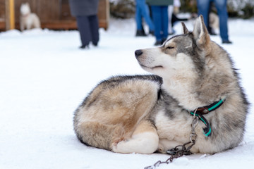 Husky malamute dog on snowy field in winter forest. Pedigree dog lying on the snow