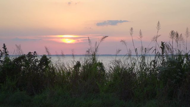 Sunset Over the Atlantic Ocean Water and Weeds Swaying in the Wind