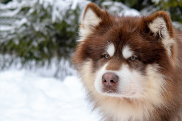 Husky malamute dog on snowy field in winter forest. Pedigree dog lying on the snow