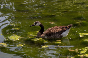 Saint-Germain-en-Laye, France