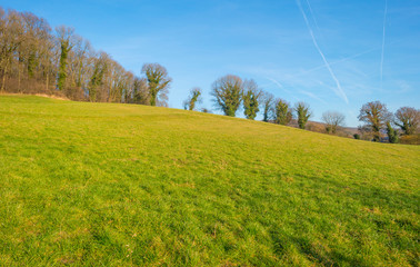 Rural hilly landscape with trees below a blue sky in sunlight in winter