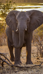 African elephants