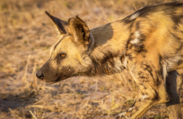 African Wild Dog hunting