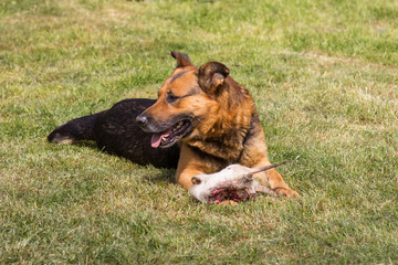 hunting a dog,a big dog hugged a goat