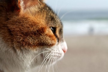 multi-colored cat in profile on the waterfront with a serious look