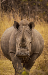 White rhinos of Matopos National Park