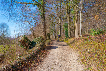Path in a rural hilly landscape with trees below a blue sky in sunlight in winter
