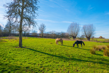 Fototapeta premium Horses in a green meadow on a hill in sunlight in winter