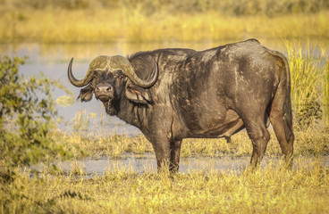 Obraz premium Cape buffalo at waterhole
