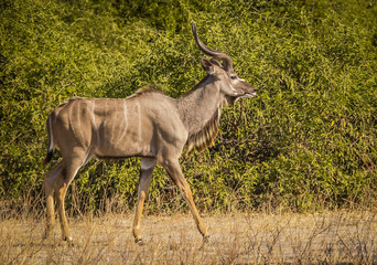 Adult make Kudu