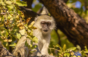 Vervet monkey