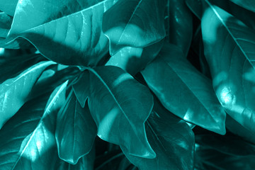 tropical leaf texture, dark green foliage nature background