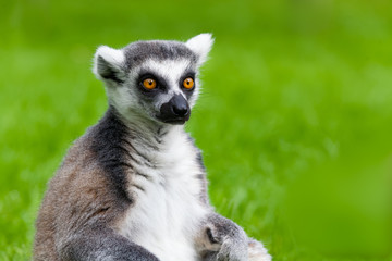 ring tailed lemur
