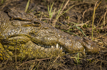 Crocodiles - Chobe River