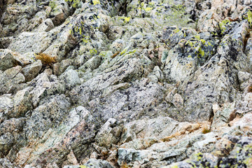 rpcky mountain top details in slovakian Tatra