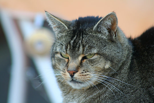 Katze Grau Getigert