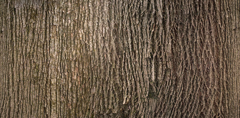 Embossed texture of the brown bark of a tree with green moss and lichen on it. Expanded circular panorama of the bark of an linden. - obrazy, fototapety, plakaty