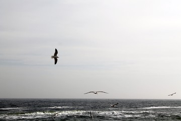 seagulls over the borderless sea