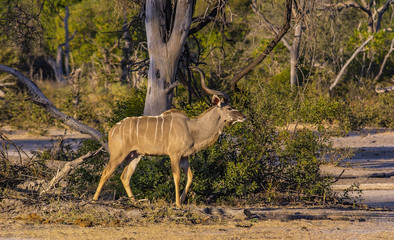 Adult Kudu buck