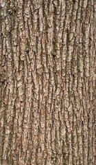 Relief texture of the brown bark of a tree with green moss on it. Vertical photo of a tree bark texture. Relief creative texture of an old oak bark.