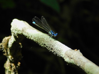 Dragonflyface
