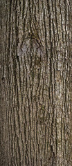 Obraz premium Relief texture of the brown and gray bark of a tree with green moss on it. Vertical photo of a tree bark texture. Relief creative texture of an linden bark.