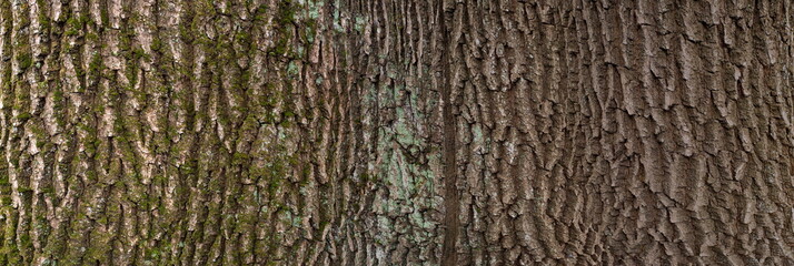 Embossed texture of the brown bark of a tree with green moss and lichen on it. Expanded circular...