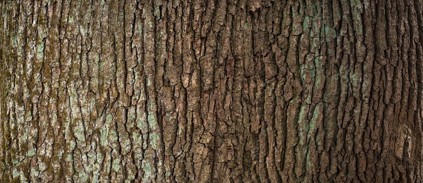 Embossed texture of the brown bark of a tree with green moss and lichen on it. Expanded circular panorama of the bark of an oak. - Powered by Adobe