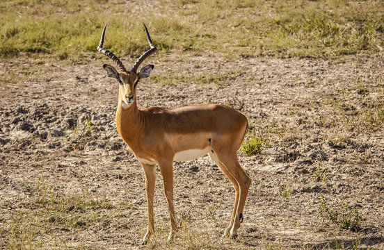 Healthy adule male Impala