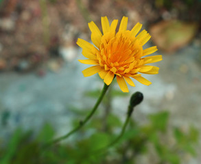 yellow flower of dandelion on a green background