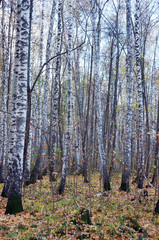 birches in the spring forest