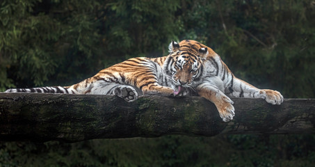 Fototapeta na wymiar Siberian tiger on the fallen tree. Latin name - Panthera tigris altaica 