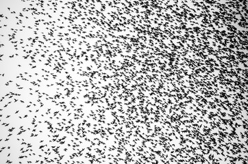 birds flying in the sky