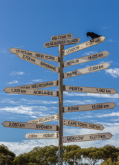 Fototapeta premium Crow sitting on a Milestone sign in the Nullabor dessert, Australia