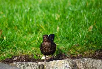 angry female blackbird on grass