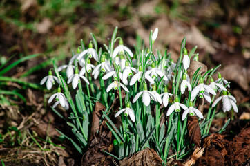 white snowdrops in the forest