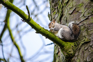 squirrel on a tree eating nut