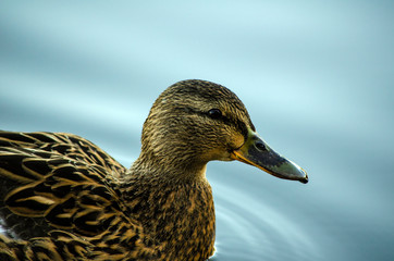 female mallard duck in the water