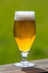 Glass of beer on green nature background.