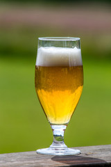 Glass of beer on green nature background.
