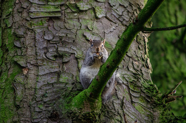 squirrel on a tree eating nut