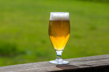 Glass of beer on green nature background.