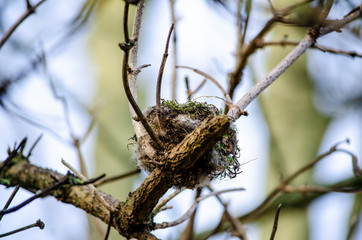 birds nest on a branch
