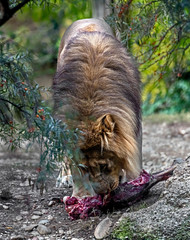 Lion male tearing meat. Latin name - Panthera leo